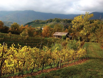 Prosecco Spumante Brut di Valdobiadene