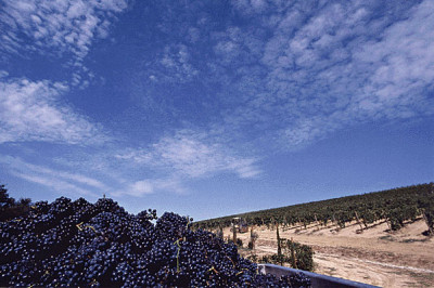 Rosso di Montalcino 