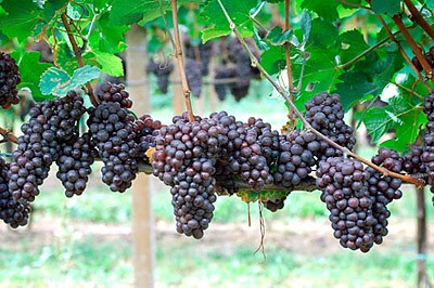Cabernet Sauvignon Castel Firmian