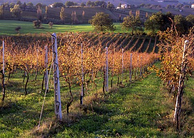 Cimerio Rosso Conero Riserva