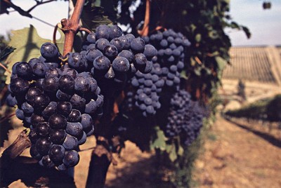 Chianti (Antichi Borghi)