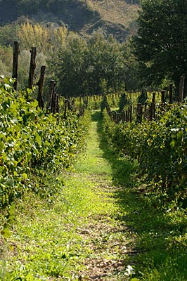 Nero d'Avola Chiantari
