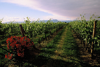Valpolicella Superiore (Zenato)